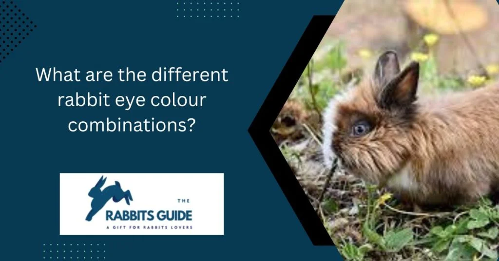 Rabbit eye colour chart | Rabbit Eye Colour Guide 7 What are the different rabbit eye colour combinations?