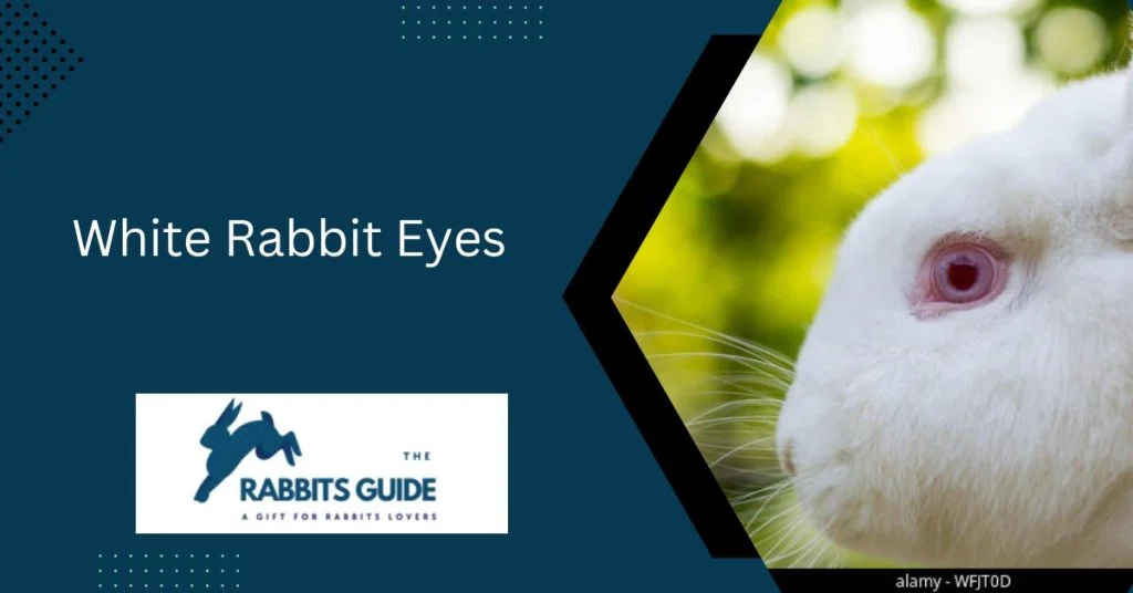 Rabbit eye colour chart | Rabbit Eye Colour Guide 8 White Rabbit Eyes