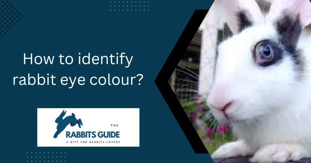 Rabbit eye colour chart | Rabbit Eye Colour Guide 9 How to identify rabbit eye colour?