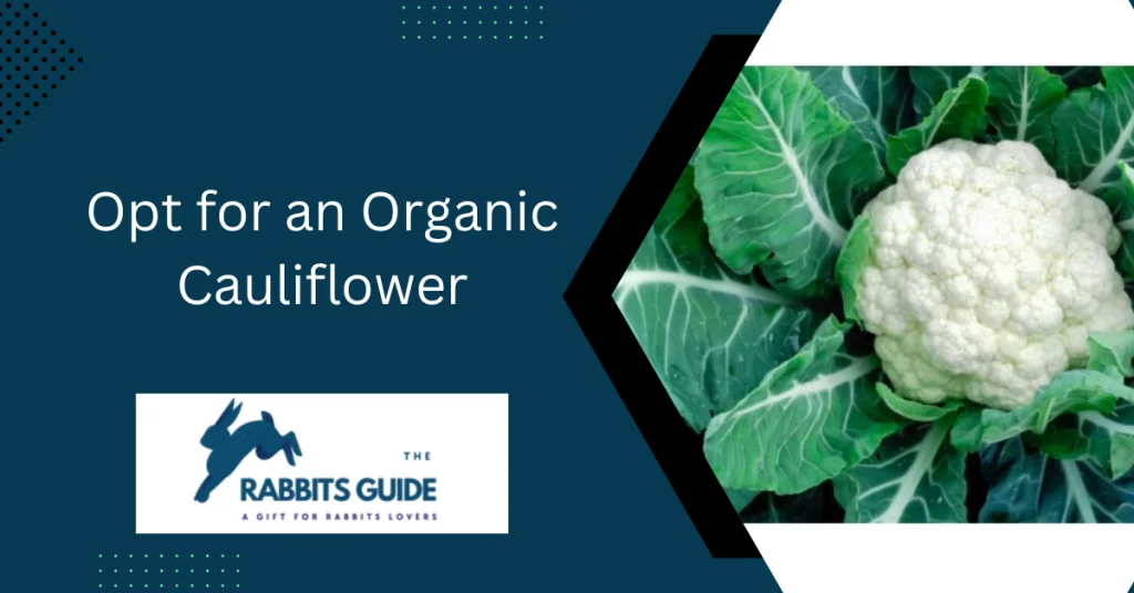 Do rabbits eat cauliflower?|Branches, leaves, and stalks 5 Opt for an Organic Cauliflower