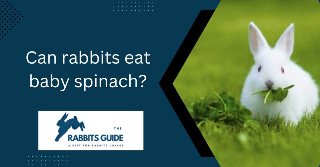 Can rabbits eat baby spinach? | Top 4 Types of Spinach 1 Can rabbits eat baby spinach?