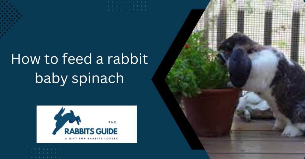 Can rabbits eat baby spinach? | Top 4 Types of Spinach 7 How to feed a rabbit baby spinach