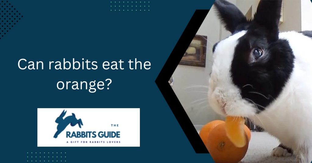 Can rabbits eat the orange? | The Answer Might Surprise You 1 Can rabbits eat the orange?