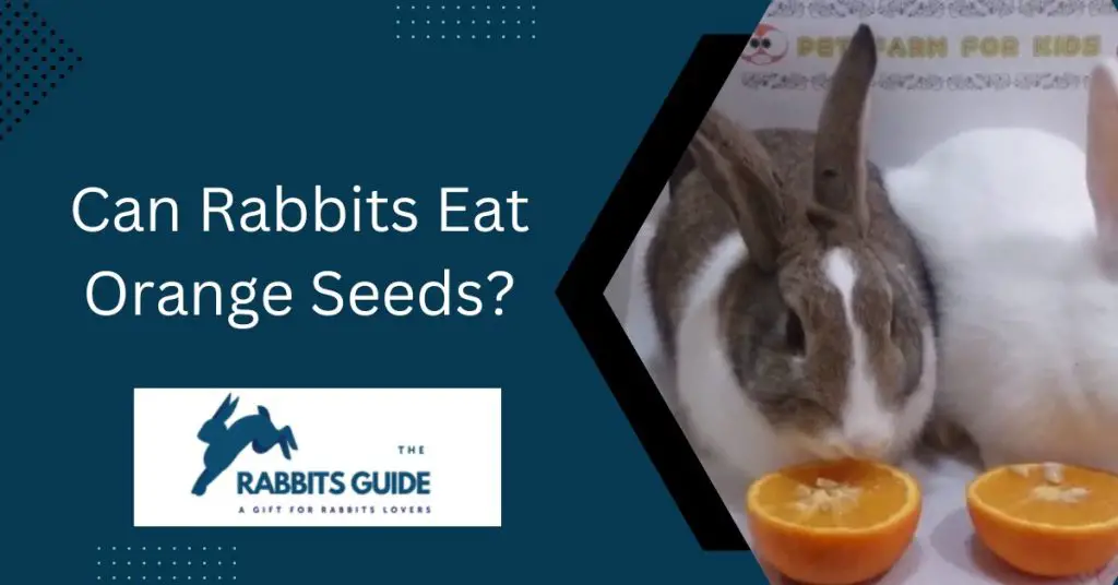 Can rabbits eat the orange? | The Answer Might Surprise You 3 Can Rabbits Eat Orange Seeds?