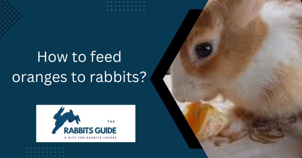 Can rabbits eat the orange? | The Answer Might Surprise You 5 How to feed oranges to rabbits?