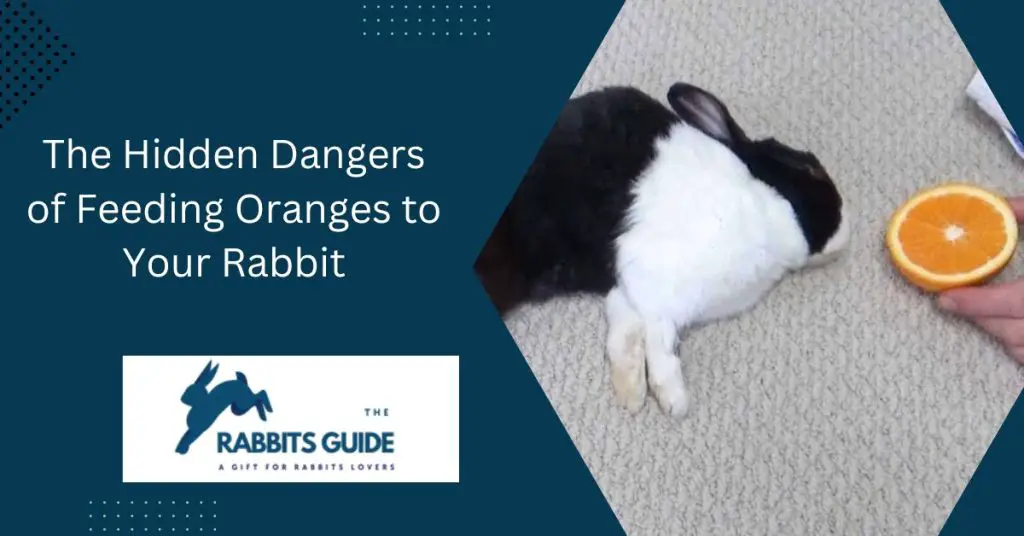 Can rabbits eat the orange? | The Answer Might Surprise You 6 The Hidden Dangers of Feeding Oranges to Your Rabbit