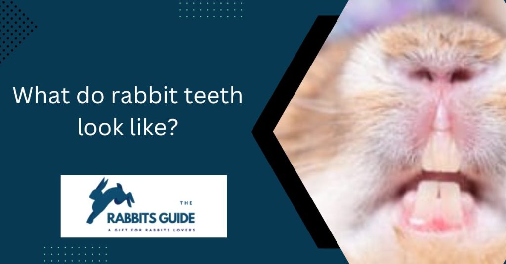 What do rabbit teeth look like? |5 Surprising Facts 1 What do rabbit teeth look like?