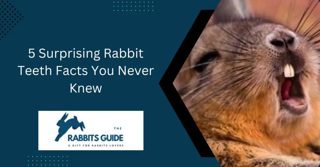 What do rabbit teeth look like? |5 Surprising Facts 2 5 Surprising Rabbit Teeth Facts You Never Knew