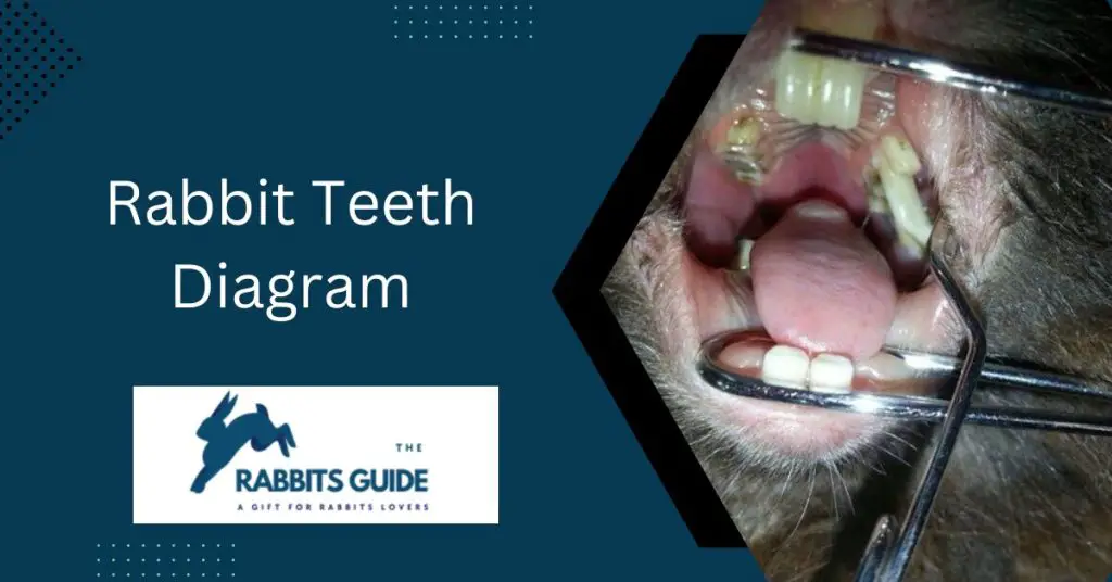 What do rabbit teeth look like? |5 Surprising Facts 3 Rabbit Teeth Diagram