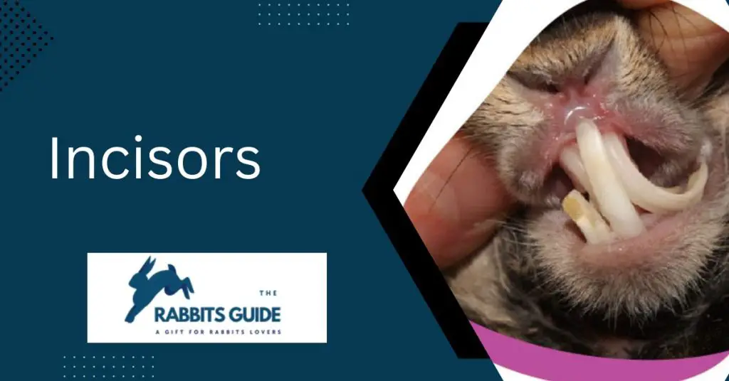 What do rabbit teeth look like? |5 Surprising Facts 4 Incisors