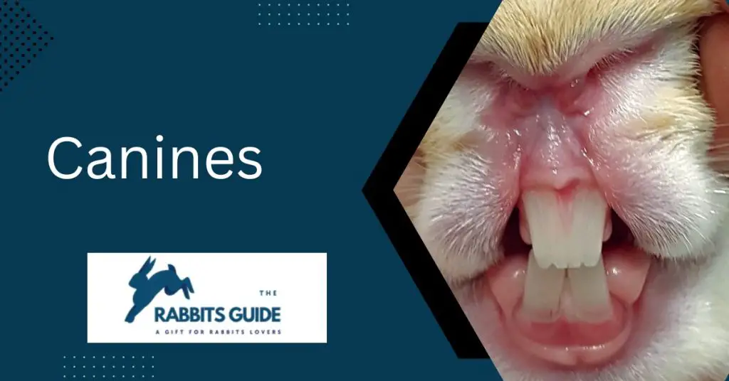 What do rabbit teeth look like? |5 Surprising Facts 5 Canines
