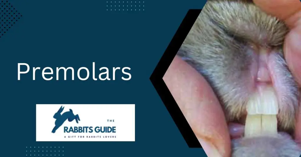What do rabbit teeth look like? |5 Surprising Facts 6 Premolars
