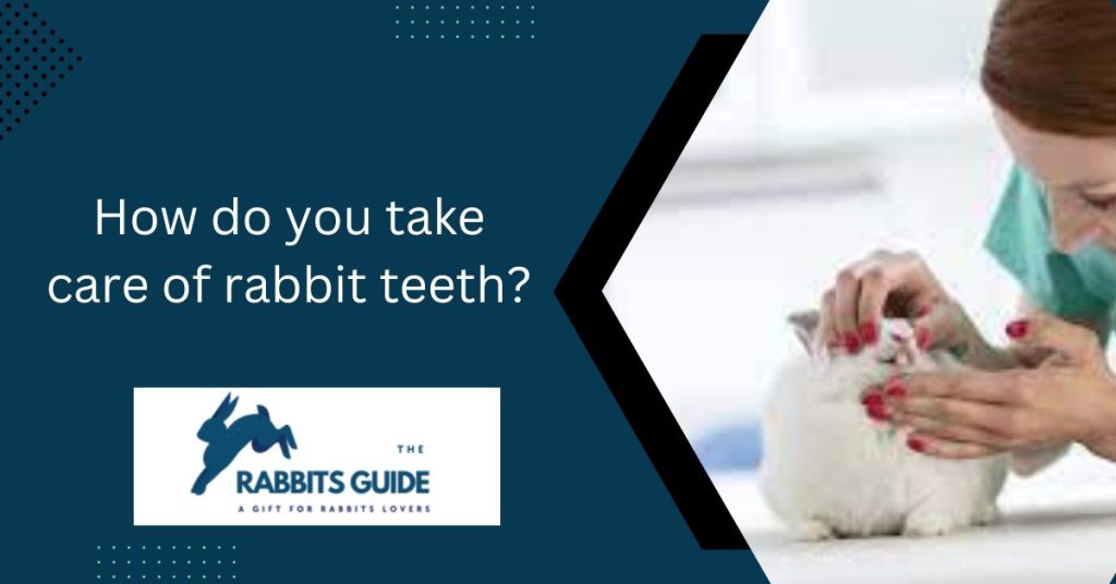 What do rabbit teeth look like? |5 Surprising Facts 7 How do you take care of rabbit teeth?