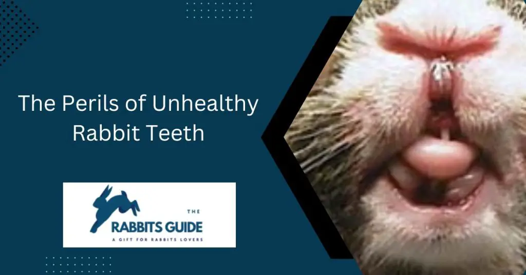 What do rabbit teeth look like? |5 Surprising Facts 9 The Perils of Unhealthy Rabbit Teeth