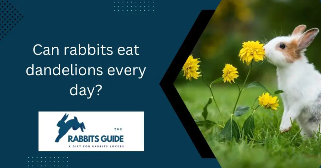 Can rabbits eat dandelions every day? 1 Can rabbits eat dandelions every day?