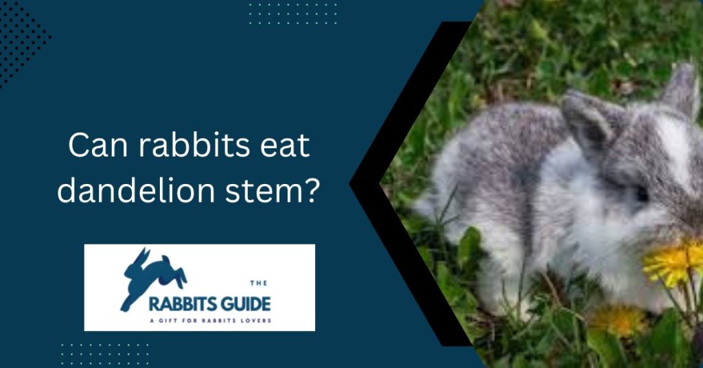 Can rabbits eat dandelions every day? 3 Can rabbits eat dandelion stem?