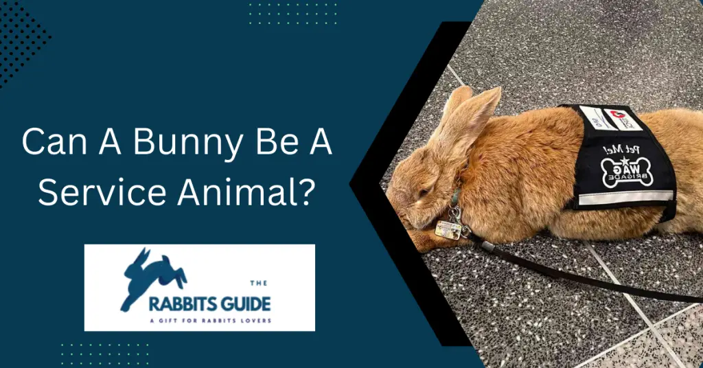 Can A Bunny Be A Service Animal?