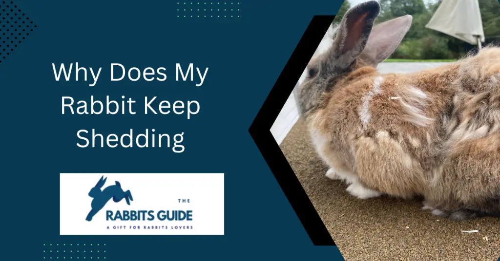 Why Does My Rabbit Keep Shedding