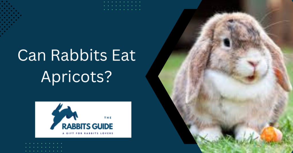 Can Rabbits Eat Apricots?