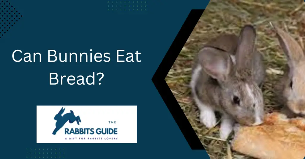 Can Bunnies Eat Bread? A comprehensive guide 1 Can Bunnies Eat Bread?