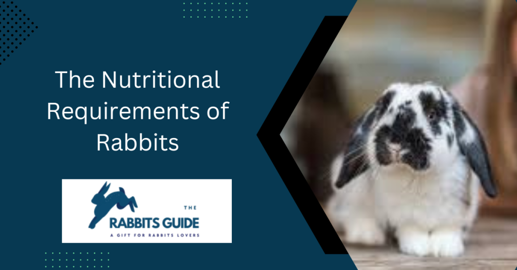Can Bunnies Eat Bread? A comprehensive guide 4 The Nutritional Requirements of Rabbits