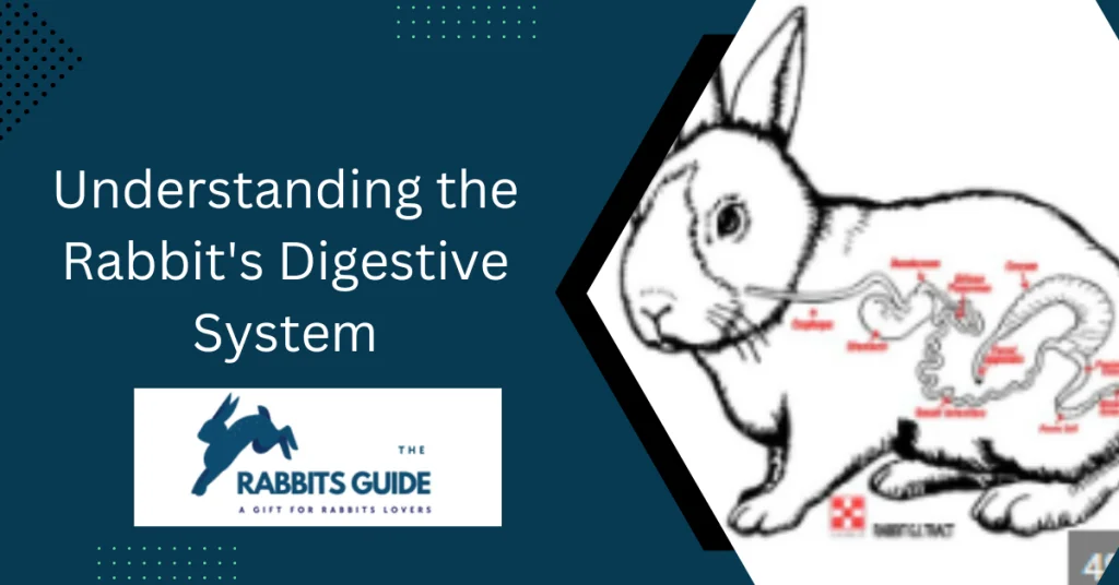 Can Bunnies Eat Bread? A comprehensive guide 3 Understanding the Rabbit's Digestive System