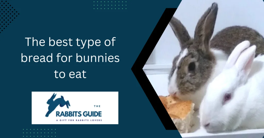 Can Bunnies Eat Bread? A comprehensive guide 7 The best type of bread for bunnies to eat