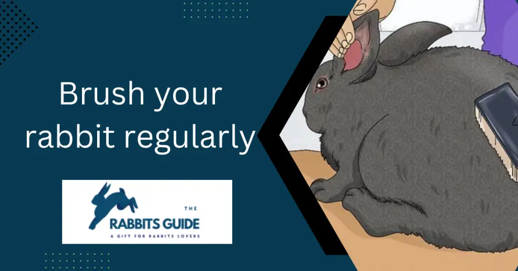 Why Does My Rabbit Keep Shedding _Tips and Tricks 2 Brush your rabbit regularly.