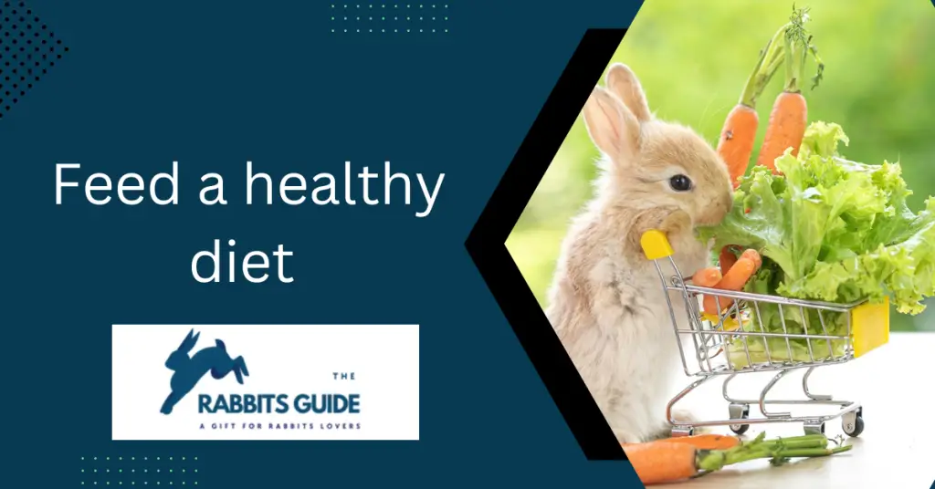 Why Does My Rabbit Keep Shedding _Tips and Tricks 3 Feed a healthy diet