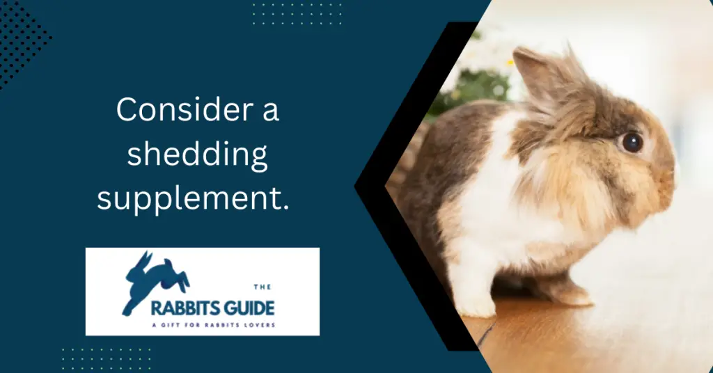 Why Does My Rabbit Keep Shedding _Tips and Tricks 6 Consider a shedding supplement.