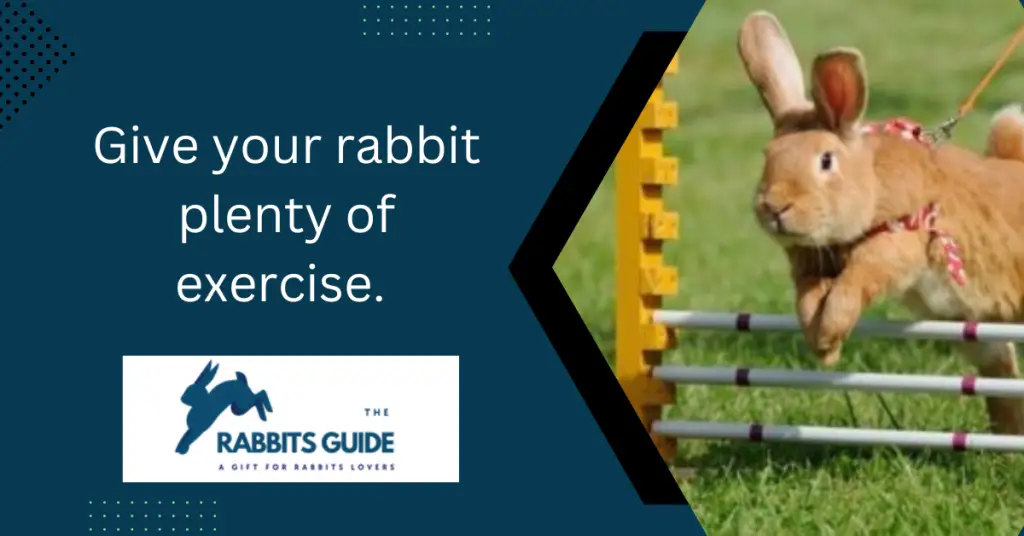 Why Does My Rabbit Keep Shedding _Tips and Tricks 5 Give your rabbit plenty of exercise.