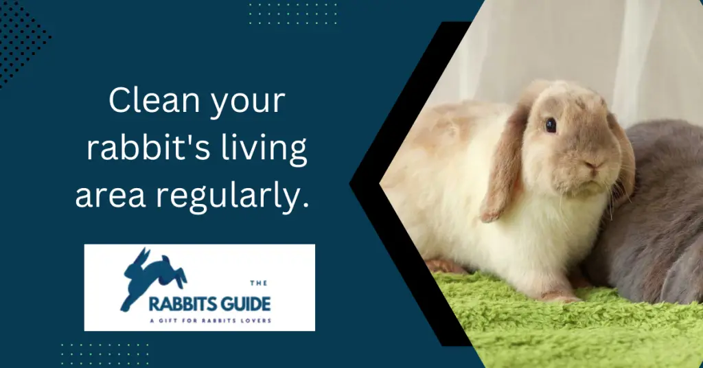 Why Does My Rabbit Keep Shedding _Tips and Tricks 7 Clean your rabbit's living area regularly.