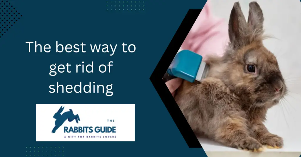 Why Does My Rabbit Keep Shedding _Tips and Tricks 8 The best way to get rid of shedding