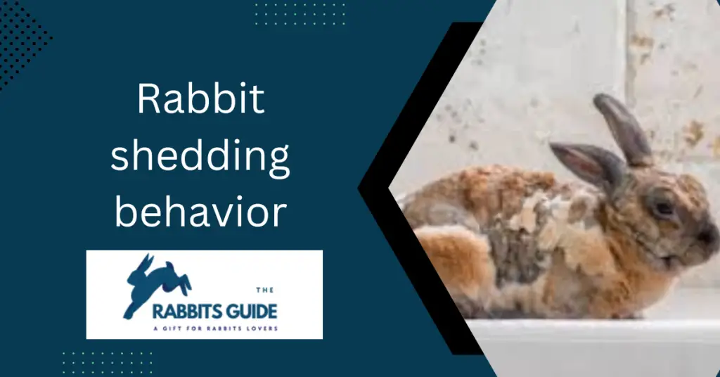 Why Does My Rabbit Keep Shedding _Tips and Tricks 9 Rabbit shedding behavior