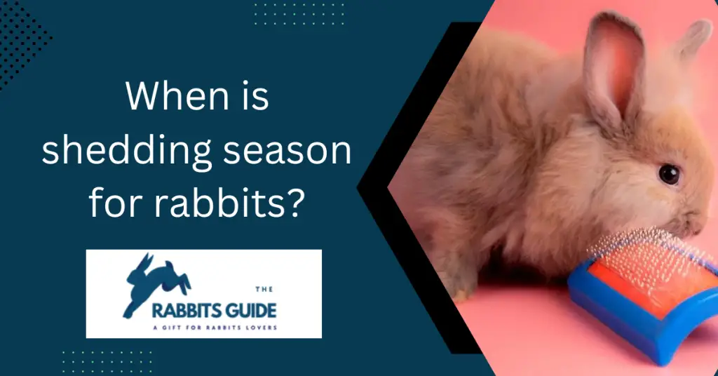Why Does My Rabbit Keep Shedding _Tips and Tricks 10 When is shedding season for rabbits?