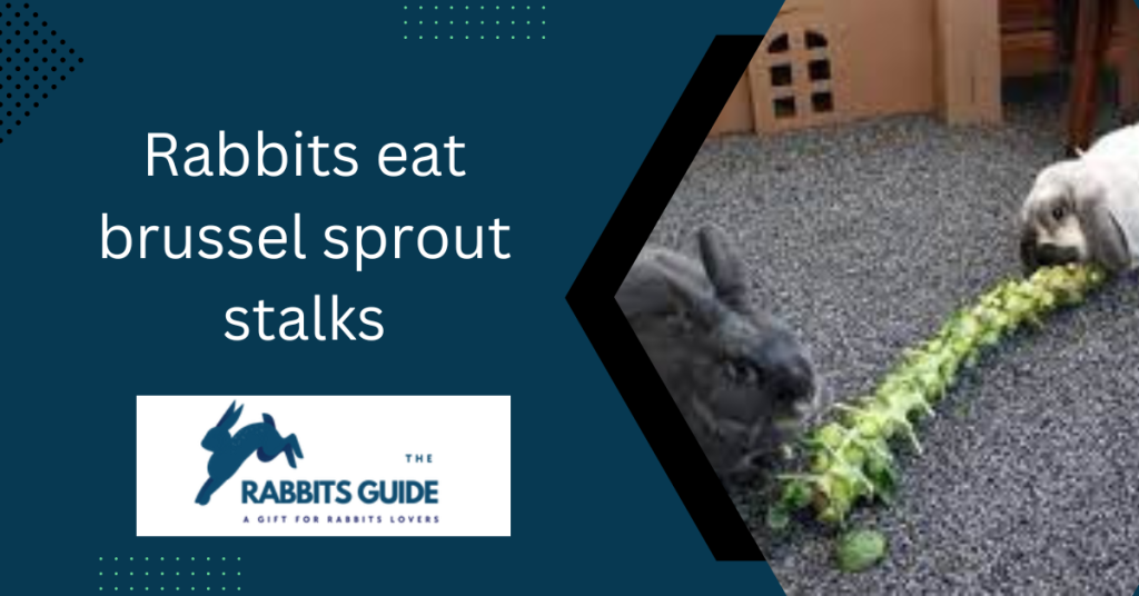 Do Rabbits Eat Brussels Sprouts? A Guide For Feeding Rabbits (September 2024)