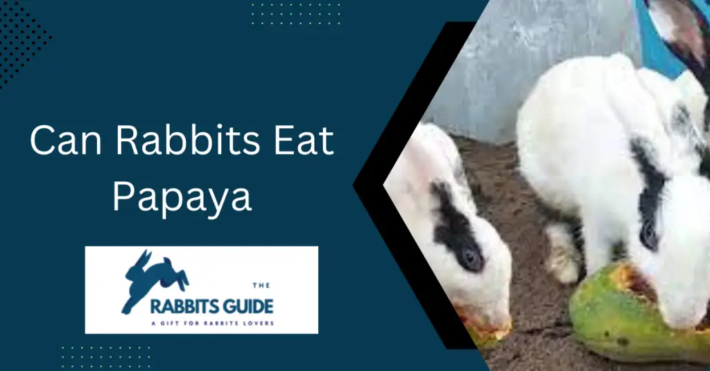 Can Rabbits Eat Papaya? The Expert's Opinion 1 Can Rabbits Eat Papaya