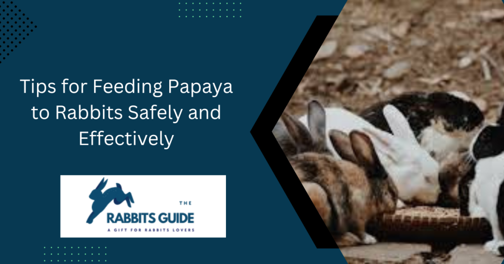 Can Rabbits Eat Papaya? The Expert's Opinion 3 Tips for Feeding Papaya to Rabbits Safely and Effectively