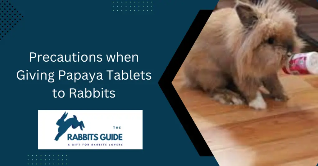 Can Rabbits Eat Papaya? The Expert's Opinion 4 Precautions when Giving Papaya Tablets to Rabbits