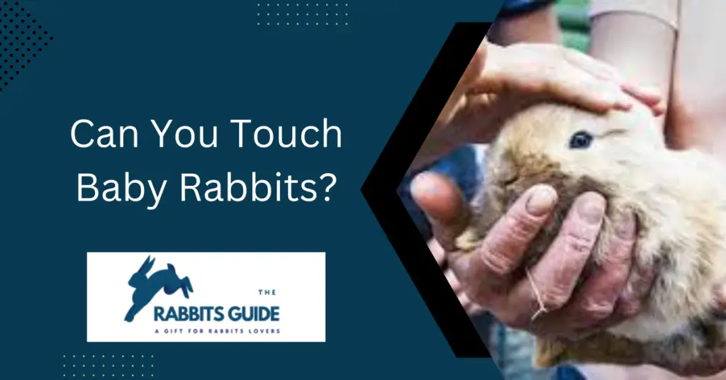 Can You Touch Baby Rabbits? When and How 1 Can You Touch Baby Rabbits?