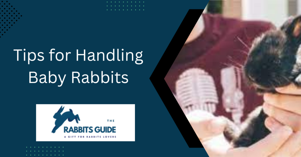 Can You Touch Baby Rabbits? When and How 2 Tips for Handling Baby Rabbits