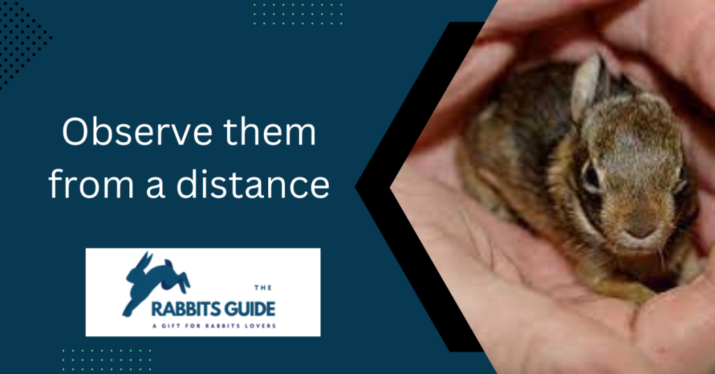 Can You Touch Baby Rabbits? When and How 3 Observe them from a distance