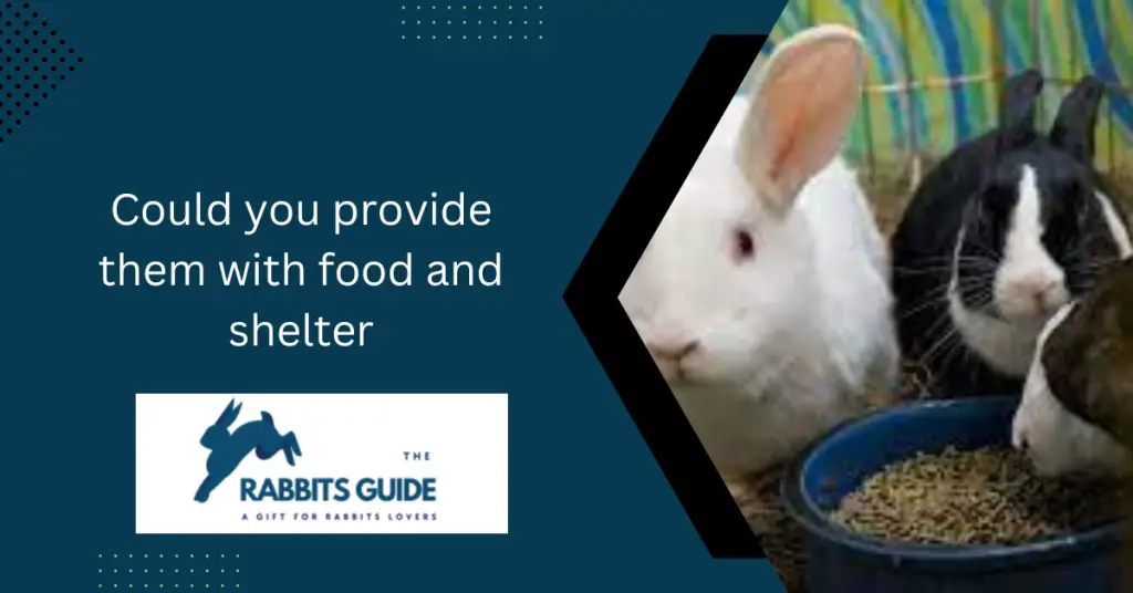 Can You Touch Baby Rabbits? When and How 4 Could you provide them with food and shelter