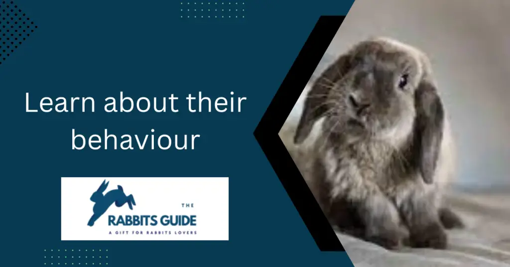 Can You Touch Baby Rabbits? When and How 5 Learn about their behaviour.