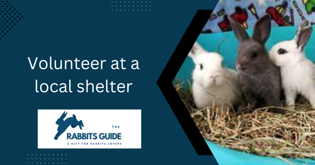Can You Touch Baby Rabbits? When and How 6 Volunteer at a local shelter