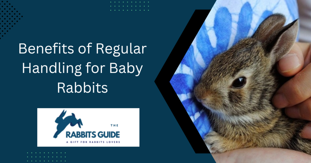 Can You Touch Baby Rabbits? When and How 8 Benefits of Regular Handling for Baby Rabbits