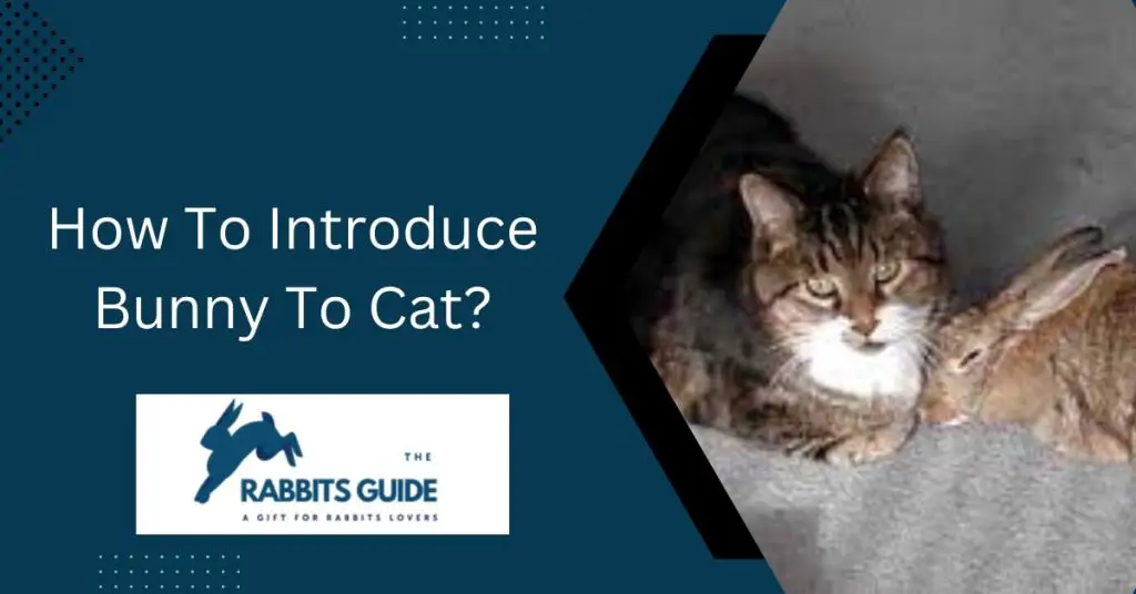How To Introduce Bunny To Cat?