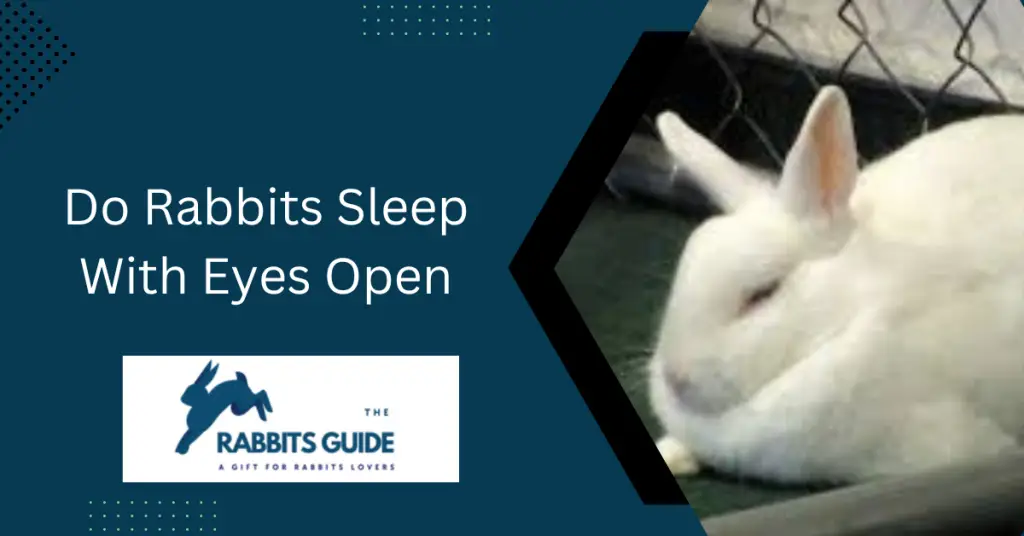 Do Rabbits Sleep With Eyes Open