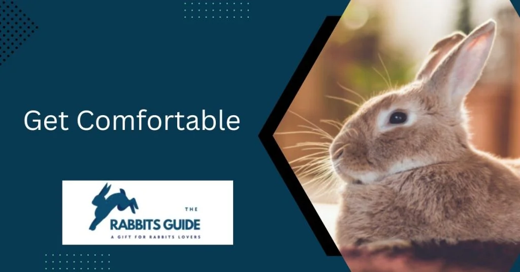 How To Clean A Rabbits Ears? Tips and Tricks 3 Get Comfortable