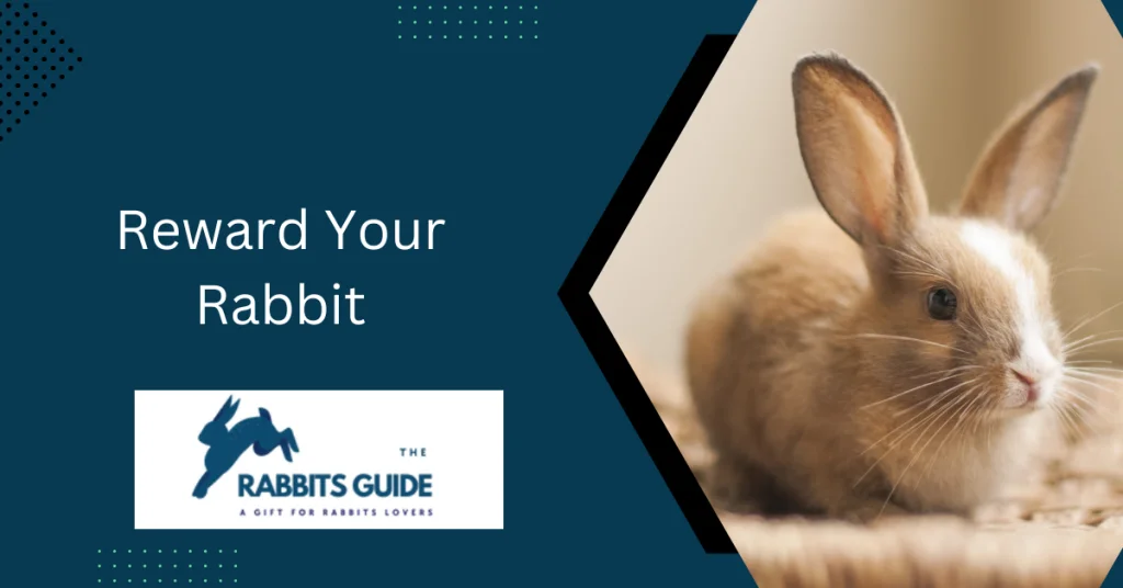 How To Clean A Rabbits Ears? Tips and Tricks 7 Reward Your Rabbit